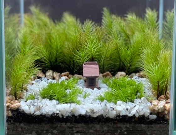 青龍殿 蘚苔蟠龍 コケ寺リウムワークショップと特別拝観のお知らせ 1