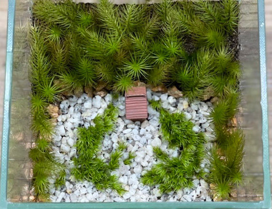 青龍殿 蘚苔蟠龍 コケ寺リウムワークショップと特別拝観のお知らせ 2