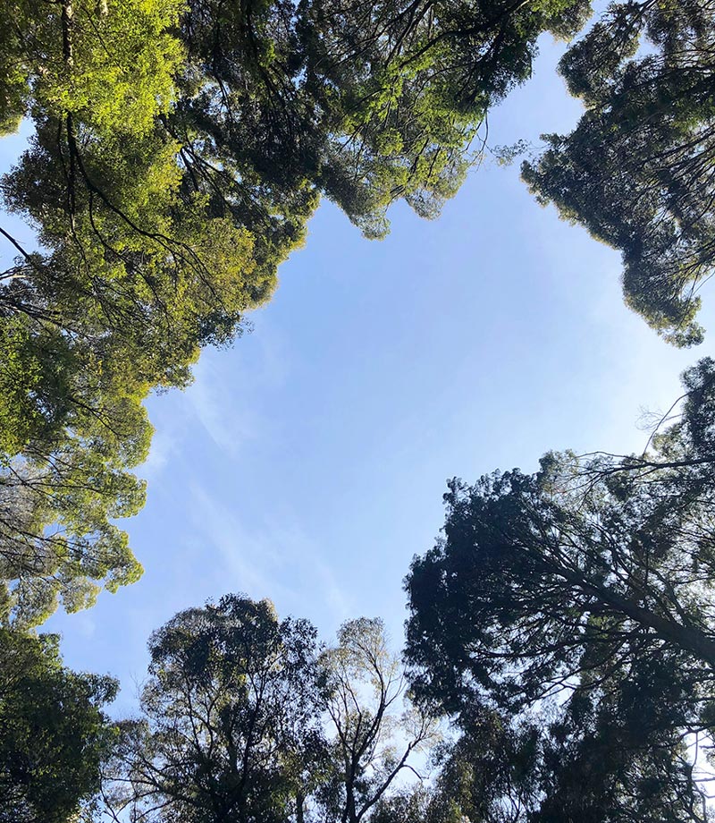 蘚苔蟠龍 完成のお知らせ 3